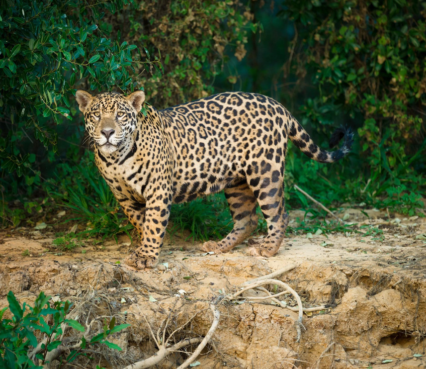 Pantanal jaguar